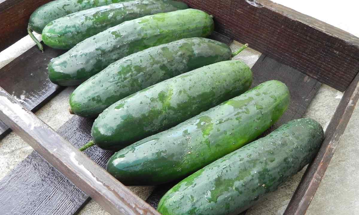 The best grades of inexpensive high-yielding cucumbers of F1